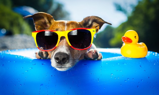 A funny dog wearing sunglasses.
