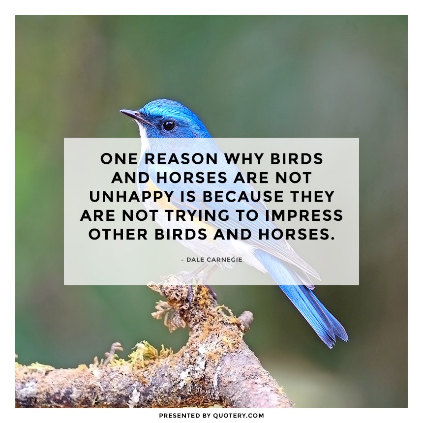 “One reason why birds and horses are not unhappy is because they are not trying to impress other birds and horses.” — Dale Carnegie